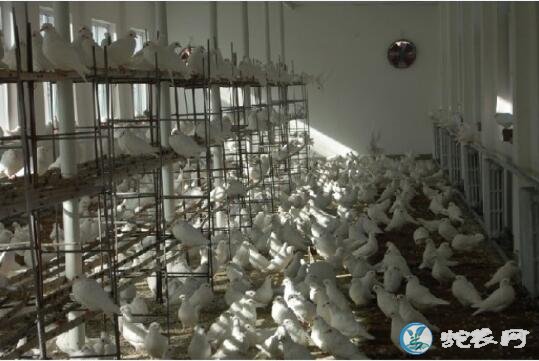 鸽子价格、2019肉鸽子多少钱一只?