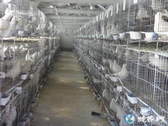 鸽子价格、2019肉鸽子多少钱一只?