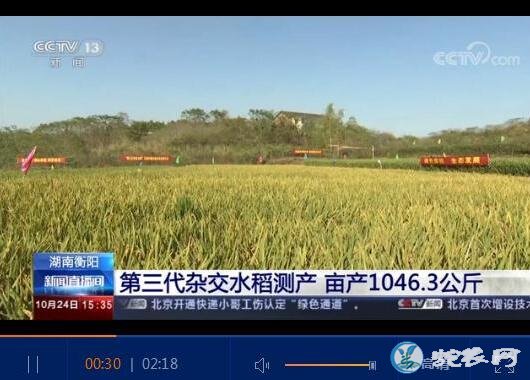第三代杂交水稻亩产突破1000公斤、 新疆海水稻收割 亩产超千斤!