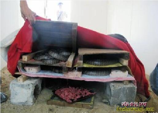 关于蛇生病如何用药准确、不至于导致蛇中毒!