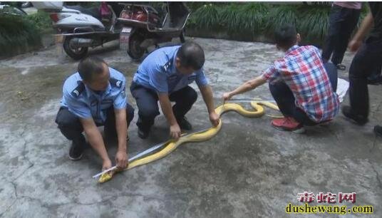山西男子繁育黄金蟒蛇出售11条小蛇被捕，涉案蛇贩获刑10年！