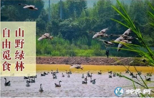 大雁养殖、中国最大大雁养殖基地是哪家？