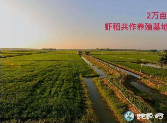 潜江小龙虾、湖北潜江小龙虾养殖基地在哪里?