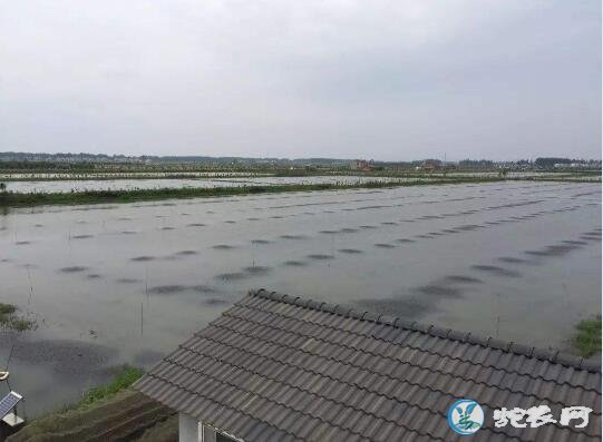 潜江小龙虾、湖北潜江小龙虾养殖基地在哪里?