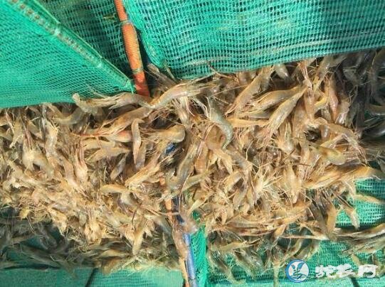 淡水虾养殖技术、青虾的养殖与日常管理技术
