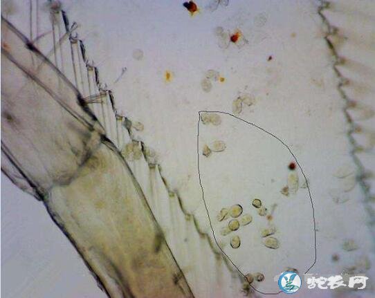 淡水虾养殖技术、养殖青虾常见疾病防治技术