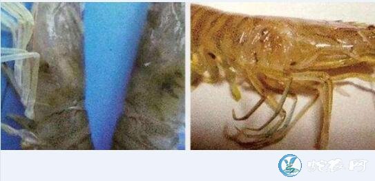 淡水虾养殖技术、养殖青虾常见疾病防治技术