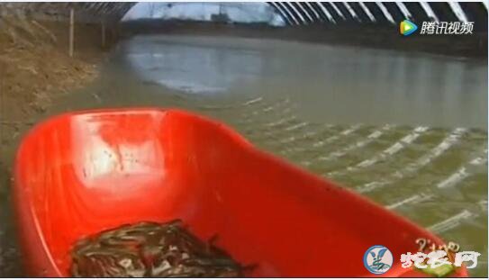 大棚养殖泥鳅、大棚养殖泥鳅技术视频