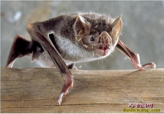“马面果蝠”、“猪鼻蝙蝠”！盘点世界上10种奇特的蝙蝠！