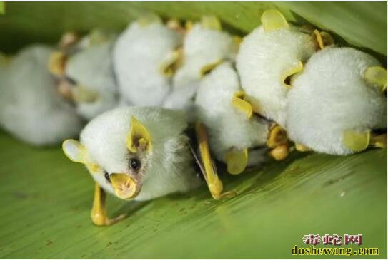 “马面果蝠”、“猪鼻蝙蝠”!盘点世界上10种奇特的蝙蝠!