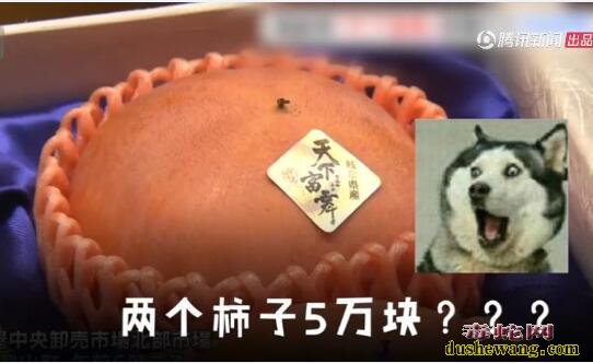 世界上最贵的柿子！日本天价高端柿子、2个5万元！