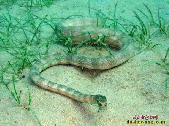 海蛇的资料、了解海蛇究竟是什么样的一种毒蛇？
