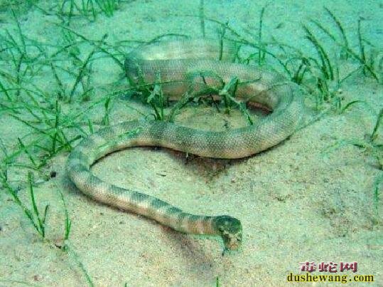 海蛇的资料、了解海蛇究竟是什么样的一种毒蛇?
