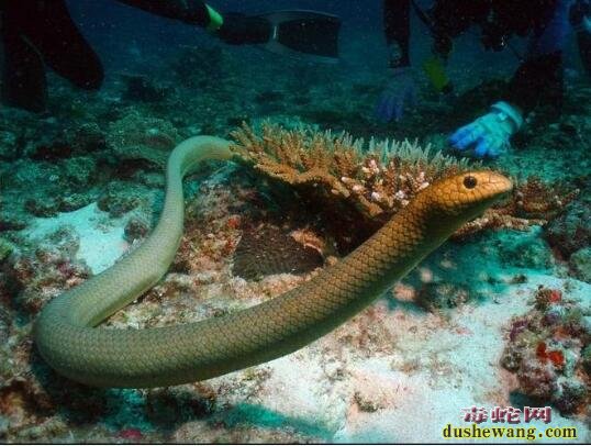 海蛇的资料、了解海蛇究竟是什么样的一种毒蛇?