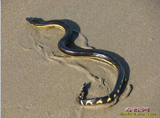 海蛇的资料、了解海蛇究竟是什么样的一种毒蛇?