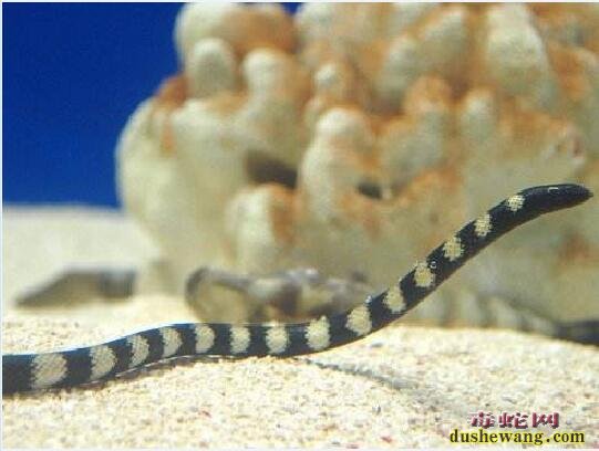 黑环海蛇、黑环海蛇是什么海蛇品种？