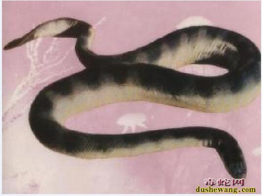 黑环海蛇、黑环海蛇是什么海蛇品种？