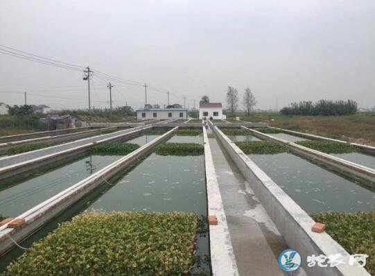 水蛭养殖赚钱吗?人工养殖水蛭致富的优势及管理要点!