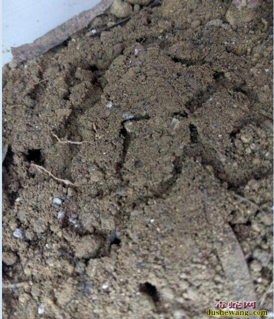 盲蛇吃什么?饲养盲蛇如何布置环境呢?