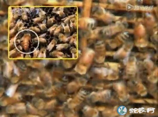 蜜蜂养殖、蜜蜂养殖技术视频全集