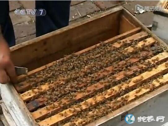蜜蜂养殖、蜜蜂养殖技术视频全集