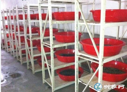 土元养殖、2020年土元养殖多少钱一斤?