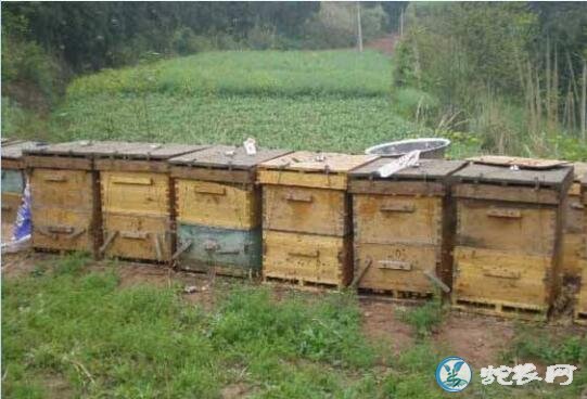 蜜蜂养殖、蜜蜂养殖100箱利润有多少？