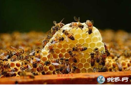 蜜蜂养殖、蜜蜂养殖100箱利润有多少？