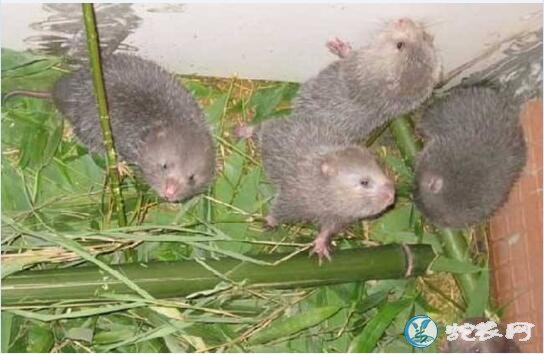 广西竹鼠、广西竹养殖合作社是鼠骗局吗?