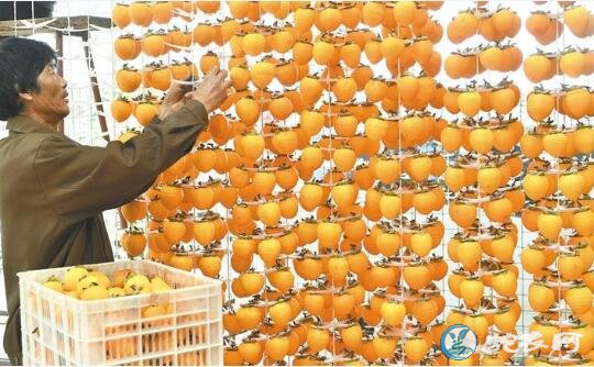 闻名世界的柿子优生区富平柿子红了!产值达32亿元!