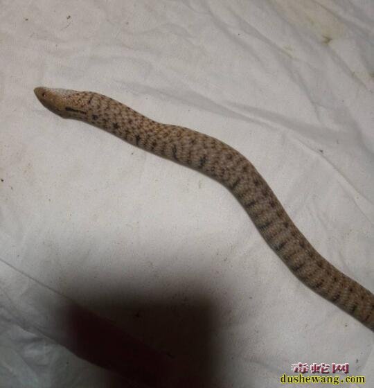 图说养蛇:一列水律蛇全身高度气胀原因分析!