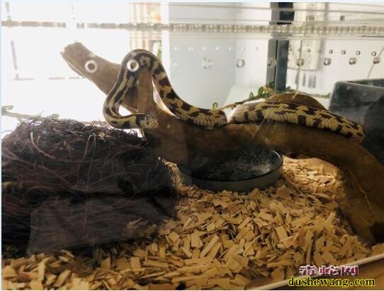 香蕉王蛇、白化香蕉王蛇是什么品种?价格多少钱一条?