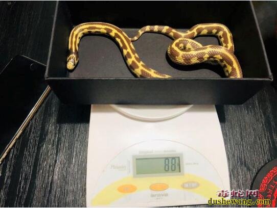 香蕉王蛇、白化香蕉王蛇是什么品种?价格多少钱一条?