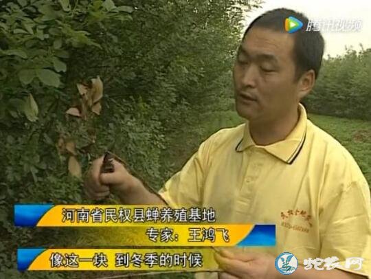 金蝉养殖技术视频、金蝉人工养殖技术（1）