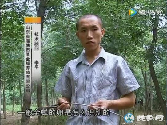 金蝉养殖技术视频、金蝉人工养殖技术(2)