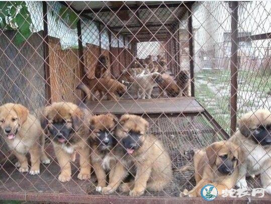 肉狗价格、养殖场肉狗价格多少钱一斤?为什么都不一样?