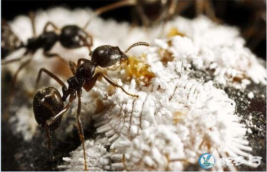 蚂蚁养殖、人工养殖蚂蚁的方式都有哪些？