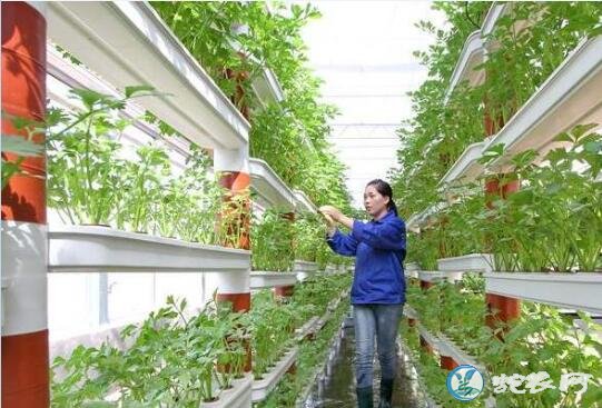 无土蔬菜栽培、无土蔬菜栽培前景如何?