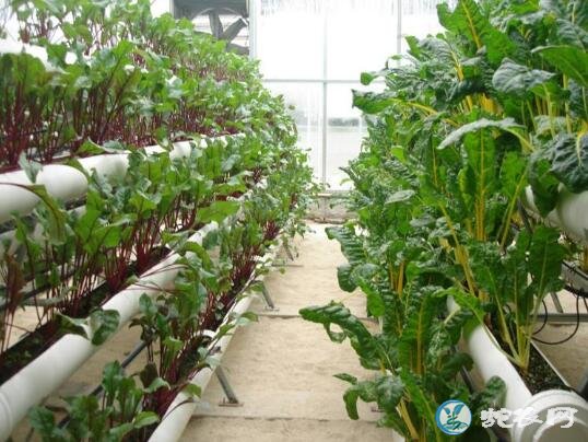 无土蔬菜栽培、无土蔬菜栽培前景如何?