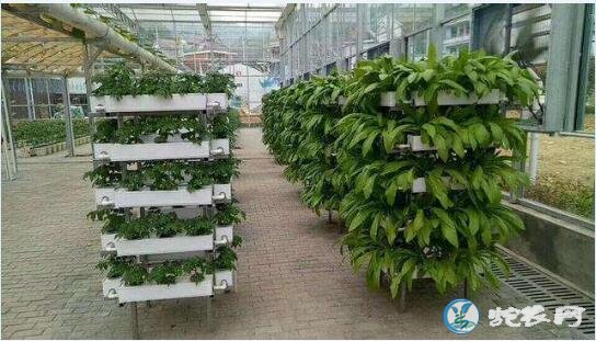 无土蔬菜栽培、无土蔬菜栽培前景如何？