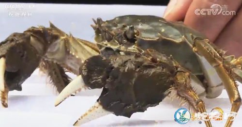 贵州黔东南大闸蟹捕捞忙!预计产量超过2.8万斤!
