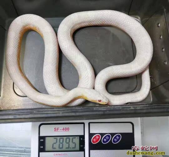 宠物蛇价格表：一对雪崩玉米蛇出售报价！一对6000元