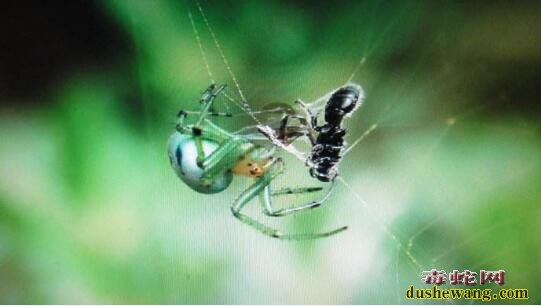 蜘蛛吃什么？普通的小型蜘蛛一般吃什么食物？