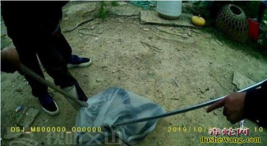 眼镜王蛇PK菜花蛇!文山贪吃眼镜王蛇吓坏男子!