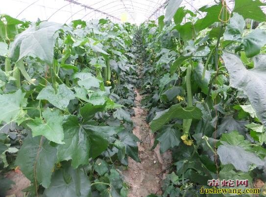 大棚蔬菜种植、大棚丝瓜越冬茬稳产高产怎样养根壮蔓技术