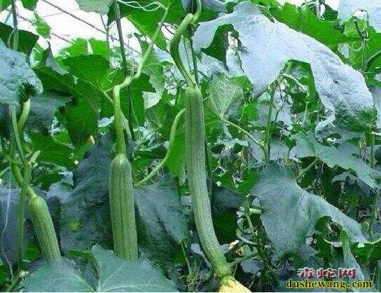 大棚蔬菜种植、大棚丝瓜越冬茬稳产高产怎样养根壮蔓技术