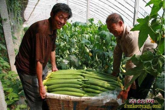 大棚蔬菜种植、大棚丝瓜越冬茬稳产高产怎样养根壮蔓技术