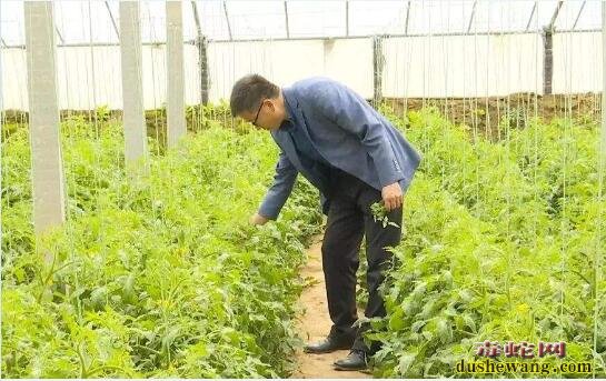 大棚蔬菜种植、冬季大棚蔬菜整枝打杈技术要点