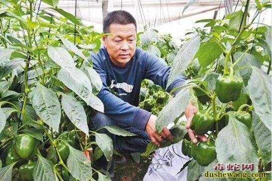 大棚蔬菜种植、冬季大棚蔬菜整枝打杈技术要点