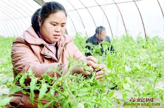 大棚蔬菜种植、冬季大棚蔬菜整枝打杈技术要点